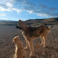 سگ.|سگ|زنجان, |دیوار