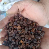 فروش کشمش