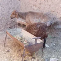 میش و بره و بز