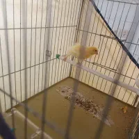 قناری نر|پرنده|همدان, |دیوار