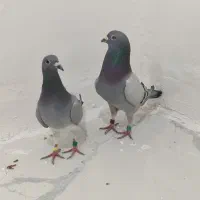 کویت سوسنگرد