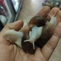 حلزون واگذاری رایگان