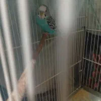 مرغ عشق معاوضه با خرگوش