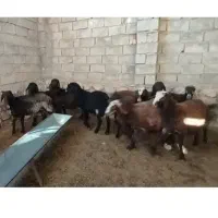 بره نر