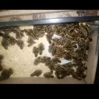 جوجه بلدرچین لازم دارم ..تخم لاری