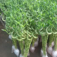 تولیدوپخش‌انواع‌گل‌وگیاه