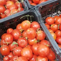 شیشه رب گوجه ای