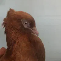 کبوتر نر زرد