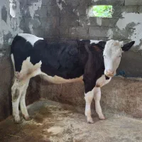 گاو گوساله مونت سیمینتال