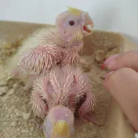 جوجه عروس هلندی سرلاکی