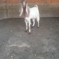یه راس نر بز پاکستانی اصل