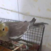 عروس هلندی ماده