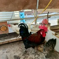 خروس سیاه محلی