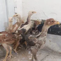 جوجه لاری