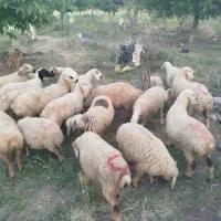دام و گوسفند