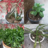 گل و گیاه آپارتمانی و حیاطی ارزان