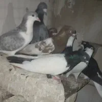 کفتر ۱۵ تا رنگه المانی    پرشی خوشتیپ