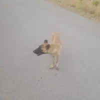 توله خراسانی