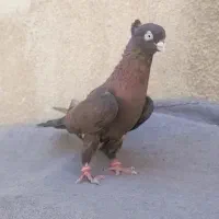 قرمزچیل