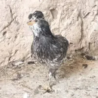تخم نطفه دار گلین چهل تاج ،بدون پر غلط