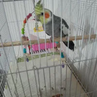 عروس هلندی نر