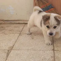 سگ گمشده