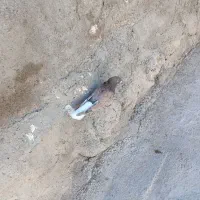 نردوم سفید