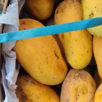 انبه ی پاکستانی درجه یک بصورت کلی /و عمده