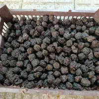 الوچه سیاه خشک