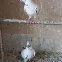 کبوتر.|پرنده|قم, نخودی|دیوار