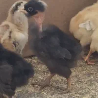 جوجه بومی گردن لخت