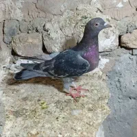 کفتر