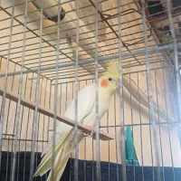 پرنده برافروش