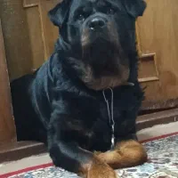 سگ رتوایلر ماده آلمانی