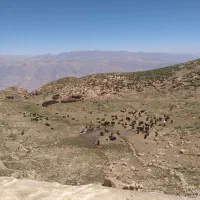 پنجاه عددبزروزگاری بابیست پنج راس بیگ
