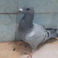 کفتر آلمانی