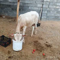 فروش یک راس گاو نر