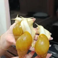 حلزون غول پیکر