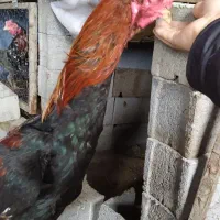 خروس لاری افغان