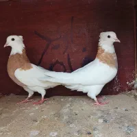 کفتر