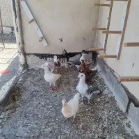 ۶ عدد کفتر معاوضه