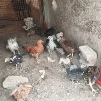 جوجه مرغ محلی
