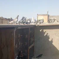 کبوتر