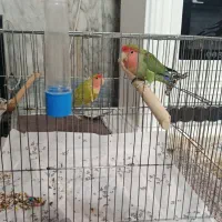 کوتوله برزیلی نروماده