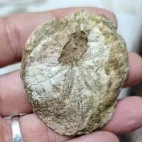 سنگ فسیل