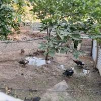 قو قاز و اردک اسرائیلی