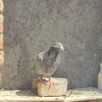 شیش عدد کفتر پرشی نر یه ماده