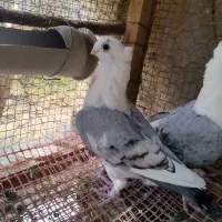جوجه مفلق بلژیکی