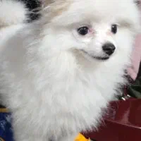 سگ پامر