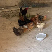 مرغ و خروس